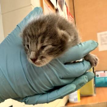 Pablo -  Domestic Short Hair Cat for Adoption in Corpus Christi, Texas - Pablo | PetCurious