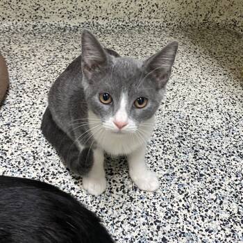 Rescue Domestic Short Hair Cats for Adoption in Fresno, California - Ship | PetCurious