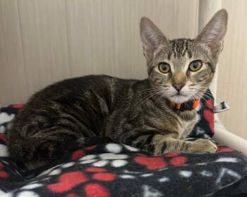 Rescue Tabby Cats for Adoption in Westlake Village, California - Cub | PetCurious