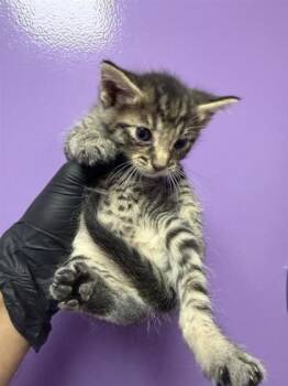 61673499 -  Domestic Short Hair Cat for Adoption in El Paso, Texas - 61673499 | PetCurious