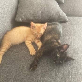Topa -  Domestic Short Hair Cat for Adoption in Columbia, Missouri - Topa | PetCurious