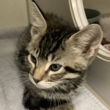 Scooby -  Domestic Short Hair Cat for Adoption in Redwood City, California - Scooby | PetCurious