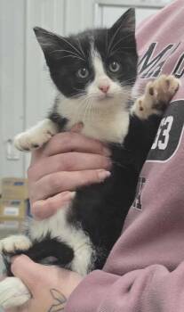 Rescue Domestic Medium Hair Cats for Adoption in Hillsdale, Indiana - Sally | PetCurious