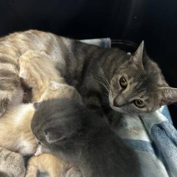Queen -  Domestic Short Hair Cat for Adoption in Montgomery, Alabama - Queen | PetCurious
