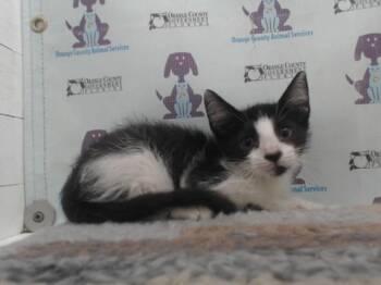 A600430 -  Domestic Short Hair Cat for Adoption in Orlando, Florida - A600430 | PetCurious