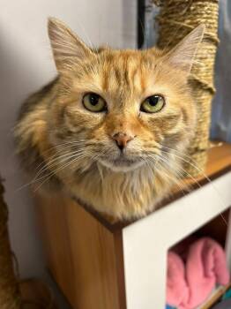 Sarabi -  Domestic Medium Hair Cat for Adoption in Mishawaka, Indiana - Sarabi | PetCurious