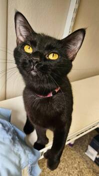 Harmony -  Domestic Short Hair Cat for Adoption in Fremont, Ohio - Harmony | PetCurious
