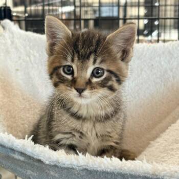 Purrtato -  Domestic Short Hair Cat for Adoption in Blackfoot, Idaho - Purrtato | PetCurious
