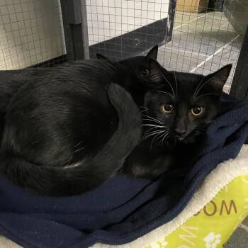 Domestic Short Hair Cats Available for Adoption - Olette | PetCurious