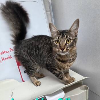 Josephina -  Domestic Short Hair Cat for Adoption in Nashville, Tennessee - Josephina | PetCurious