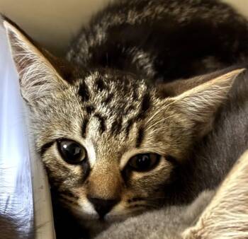 CYPRUS -  Domestic Short Hair Cat for Adoption in Boston, Massachusetts - CYPRUS | PetCurious