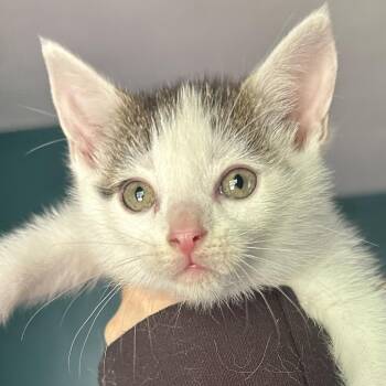 Bic -  Domestic Short Hair Cat for Adoption in Richmond, Virginia - Bic | PetCurious
