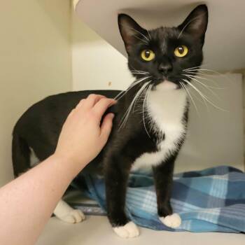 Azura -  Domestic Short Hair Cat for Adoption in Columbia, Missouri - Azura | PetCurious