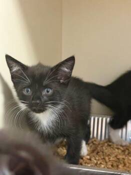 Macaroni -  Domestic Short Hair Cat for Adoption in Chamblee, Georgia - Macaroni | PetCurious