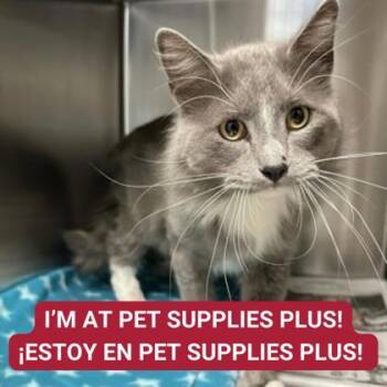 Rescue Domestic Short Hair Cats for Adoption in Carrollton, Texas - Cleo Lion | PetCurious