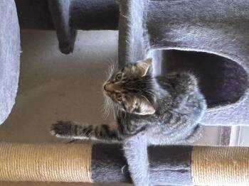 Lunch Box -  Domestic Short Hair Cat for Adoption in Bethel Park, Pennsylvania - Lunch Box | PetCurious