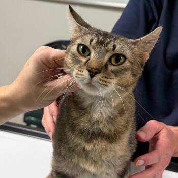 Sandy Paws -  Domestic Short Hair Cat for Adoption in Canton, Illinois - Sandy Paws | PetCurious