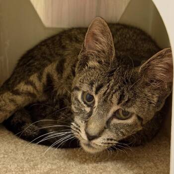 Phyllis -  Domestic Short Hair Cat for Adoption in Fairport, New York - Phyllis | PetCurious