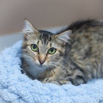 Rescue Maine Coon and Domestic Long Hair Cats for Adoption in St. Augustine, Florida - Arabelle | PetCurious