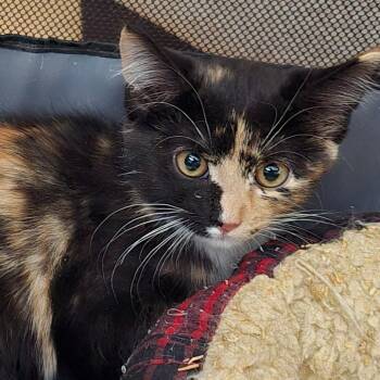 Madelyn -  Domestic Short Hair Cat for Adoption in Grantsville, Utah - Madelyn | PetCurious