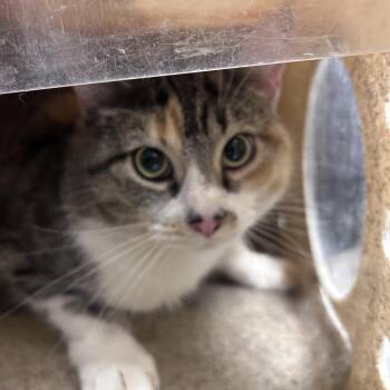 Endo -  Domestic Short Hair Cat for Adoption in Philadelphia, Pennsylvania - Endo | PetCurious