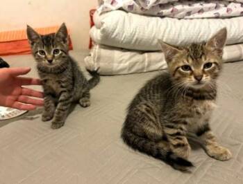 Rescue Domestic Short Hair Cats for Adoption in New York, New York - Kanga | PetCurious