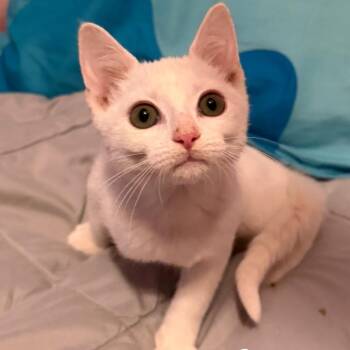 Toad -  Domestic Short Hair Cat for Adoption in Santa Susana, California - Toad | PetCurious