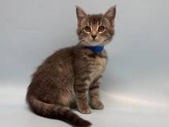 Senn -  Domestic Short Hair Cat for Adoption in Golden Valley, Minnesota - Senn | PetCurious
