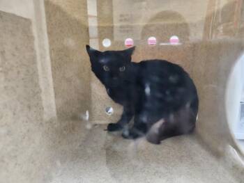 OZZY -  Domestic Short Hair Cat for Adoption in Santa Fe, New Mexico - OZZY | PetCurious