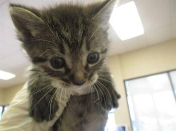 KINGSFORD -  Domestic Short Hair Cat Available for Adoption in Ocala, Florida - KINGSFORD | PetCurious