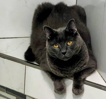 Little Buddy -  Domestic Short Hair Cat for Adoption in Elmwood Park, New Jersey - Little Buddy | PetCurious