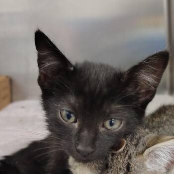 Loto -  Domestic Short Hair Cat for Adoption in Vieques, Vieques - Loto | PetCurious