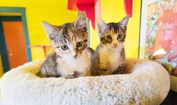 Blaze -  Torbie and Tabby Cat for Adoption in Alameda, California - Blaze | PetCurious