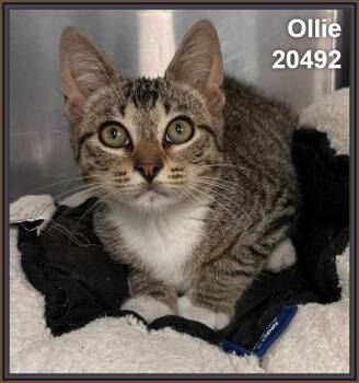 OLLIE -  Domestic Short Hair and Tabby Cat for Adoption in Marietta, Georgia - OLLIE | PetCurious