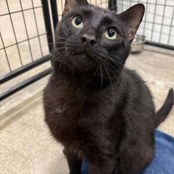 Patty -  Domestic Short Hair Cat for Adoption in Columbus, Ohio - Patty | PetCurious