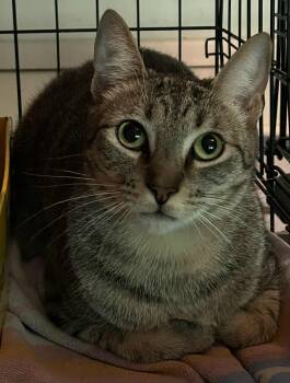 Rescue Domestic Short Hair Cats for Adoption in Westfield, Massachusetts - Tapatio | PetCurious