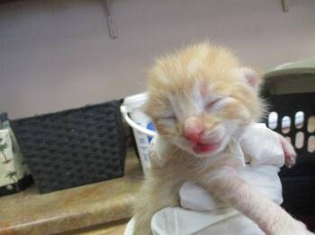 MARMELADE -  Domestic Short Hair Cat for Adoption in Ocala, Florida - MARMELADE | PetCurious