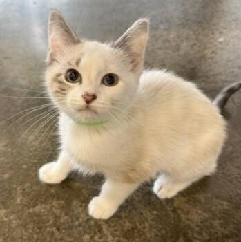 Boat -  Domestic Short Hair Cat for Adoption in Portland, Oregon - Boat | PetCurious