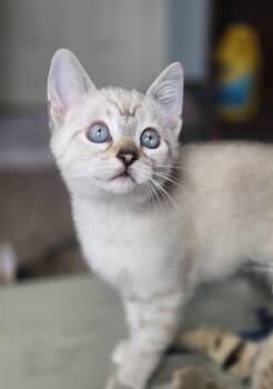 Grasshopper -  Domestic Short Hair Cat for Adoption in Fishers, Indiana - Grasshopper | PetCurious
