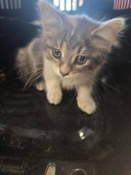 LILY BUG -  Domestic Medium Hair Cat for Adoption in Louisville, Kentucky - LILY BUG | PetCurious
