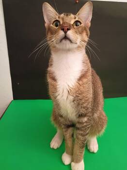COMET -  Tabby and Abyssinian Cat for Adoption in Crystal River, Florida - COMET | PetCurious