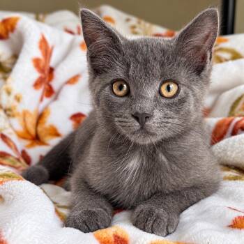 Gibbous -  Domestic Short Hair Cat for Adoption in Pontiac, Michigan - Gibbous | PetCurious