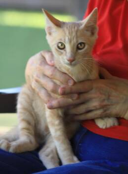 Rescue Domestic Short Hair Cats for Adoption in North Fort Myers, Florida - Mandarin | PetCurious