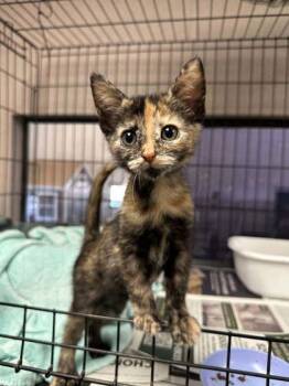 Mazikeen -  Domestic Medium Hair and Domestic Short Hair Cat for Adoption in Visalia, California - Mazikeen | PetCurious