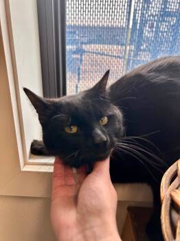 Rescue Domestic Short Hair Cats for Adoption in Minot, North Dakota - Crookshanks | PetCurious