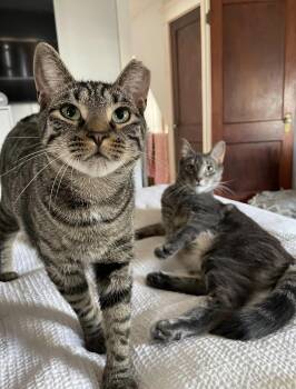 American Shorthair Cats Available for Adoption - Bonded Brothers Mitch And Howl | PetCurious