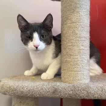 Jar Jar -  Domestic Short Hair Cat for Adoption in North Haven, Connecticut - Jar Jar | PetCurious