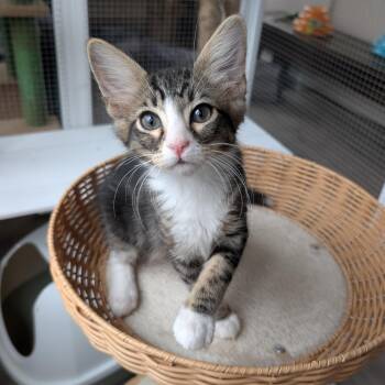 Dr. Pepper (Male Kitten) -  Domestic Medium Hair Cat for Adoption in Los Altos, California - Dr. Pepper (Male Kitten) | PetCurious