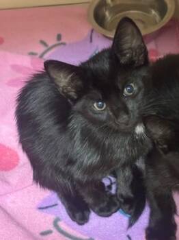 Massachusetts - ADOPTED -  Domestic Short Hair Cat for Adoption in Chamblee, Georgia - Massachusetts - ADOPTED | PetCurious