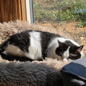 Pokemans -  Domestic Short Hair Cat for Adoption in Harrisonburg, Virginia - Pokemans | PetCurious